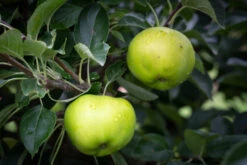 Bountiful -Tree Furnish Store 11237 12736 2ff5 1 1024x683 1