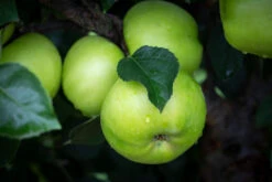 Bountiful -Tree Furnish Store 11237 12737 cf9e 1 1024x683 1