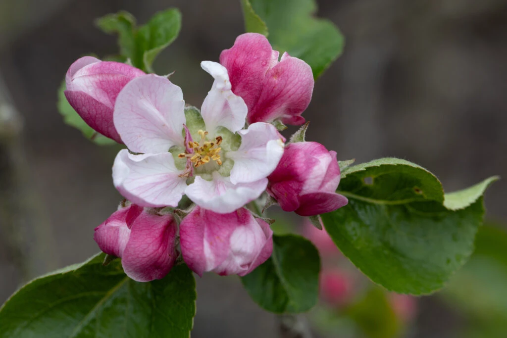 Bramley 20 4 Bramley 20 - Image 2