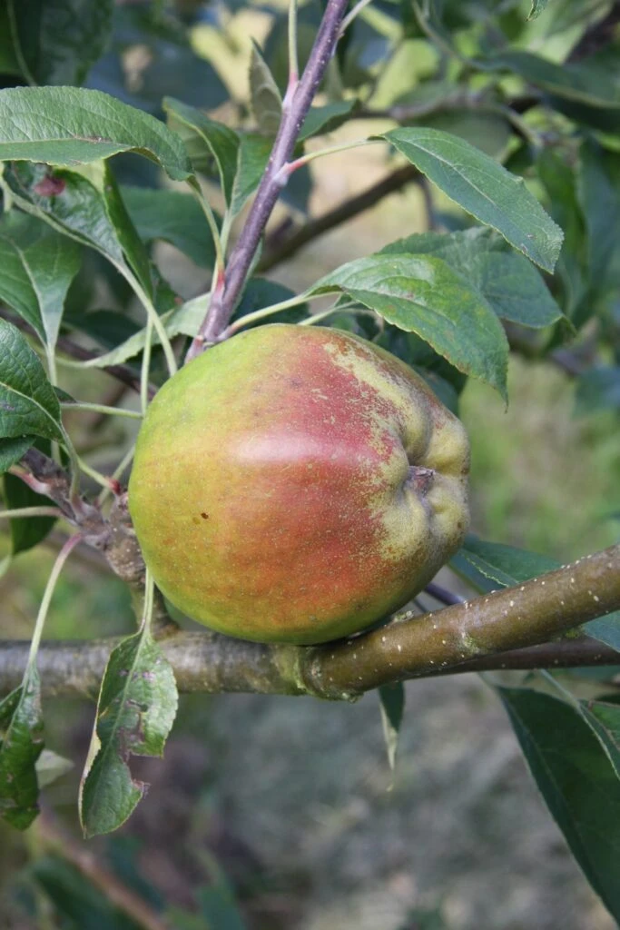 Cornish Gilliflower 3 Cornish Gilliflower