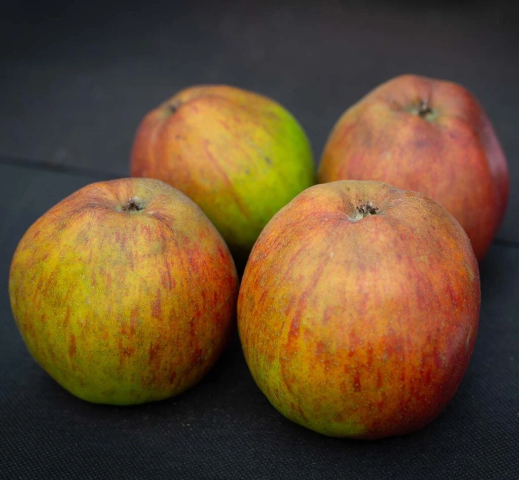 Cornish Gilliflower 4 Cornish Gilliflower - Image 2