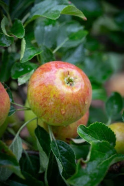 Cox’s Orange Pippin -Tree Furnish Store 11261 14559 7581 683x1024 1