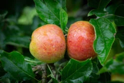 Cox’s Orange Pippin -Tree Furnish Store 11261 14560 239e 1024x683 1