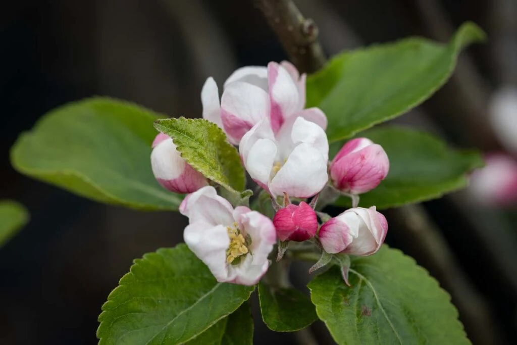 Cox Self Fertile 4 Cox Self Fertile - Image 2