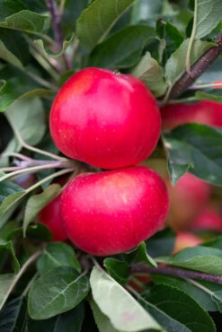 Discovery -Tree Furnish Store 11273 12708 8a64 683x1024 1