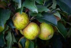 Egremont Russet
