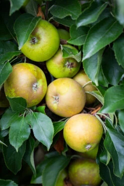 Egremont Russet -Tree Furnish Store 11277 12813 d32a 683x1024 1