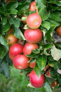 Fiesta -Tree Furnish Store 11287 12816 2fbc 683x1024 1