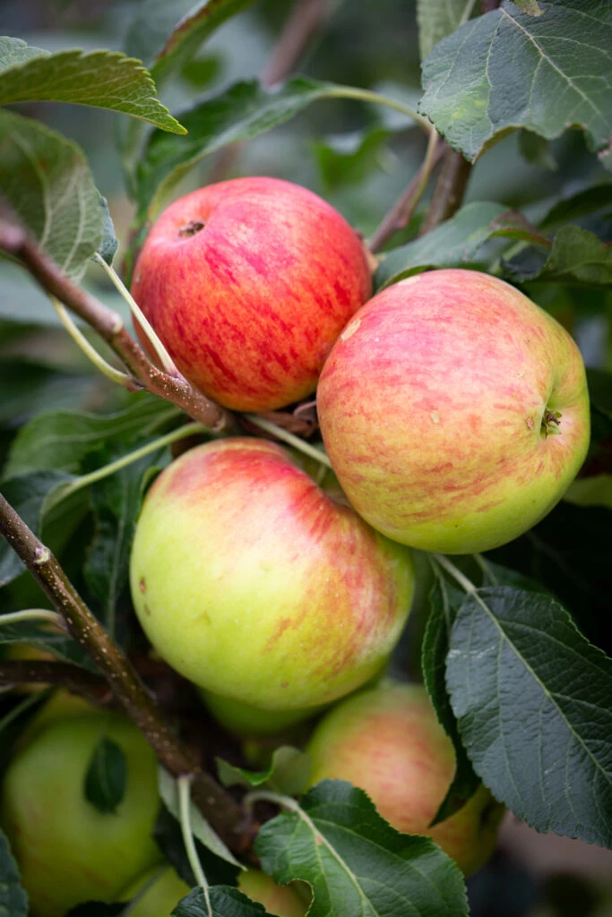 Fortune 4 Fortune - Image 2