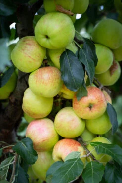 Fortune 7 Fortune -Tree Furnish Store 11290 12773 af7e 683x1024 1