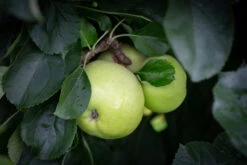 Galloway Pippin -Tree Furnish Store 11292 14569 6690 1024x683 1