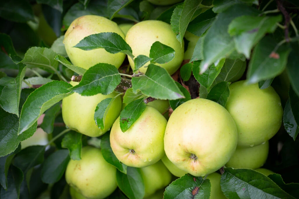 Golden Delicious 4 Golden Delicious - Image 2