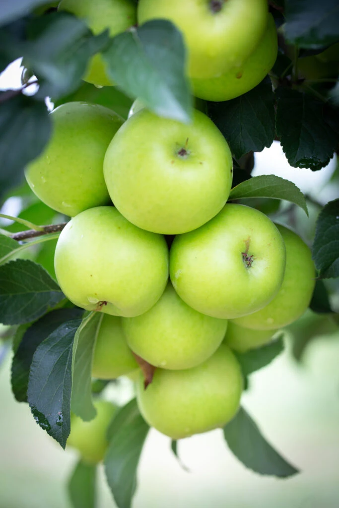 Greensleeves 4 Greensleeves - Image 2