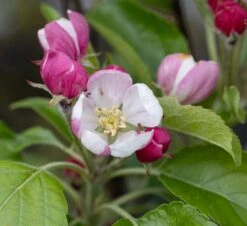 Greensleeves 7 Greensleeves -Tree Furnish Store 11299 14819 bfb6 1024x937 1