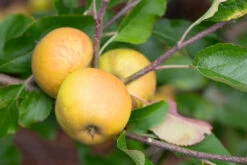 Herefordshire Russet® -Tree Furnish Store 11312 12882 5b46 1 1024x683 1