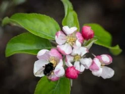 Herefordshire Russet® -Tree Furnish Store 11312 14822 d6db 1024x777 1