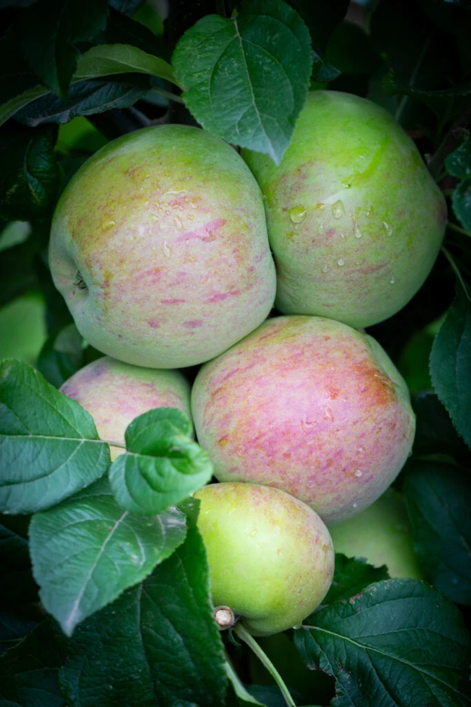 Howgate Wonder 4 Howgate Wonder - Image 2