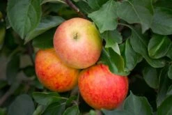 James Grieve -Tree Furnish Store 11318 15302 5842 1024x683 1