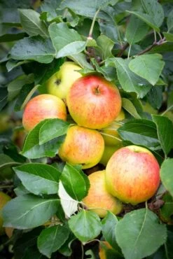 James Grieve -Tree Furnish Store 11318 15303 4963 683x1024 1