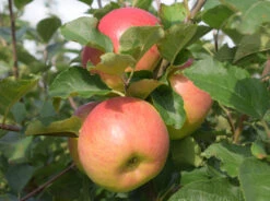 Jumbo -Tree Furnish Store 11322 1 1024x764 1