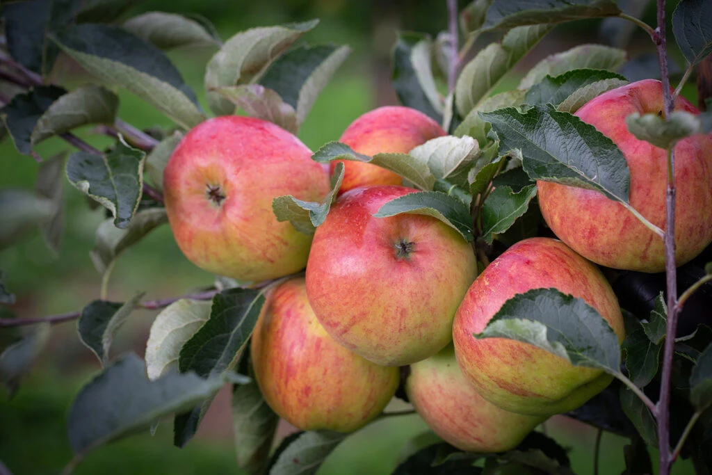 Jupiter 4 Jupiter - Image 2