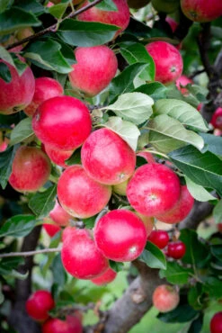 Katy 7 Katy -Tree Furnish Store 11324 12717 1602 683x1024 1