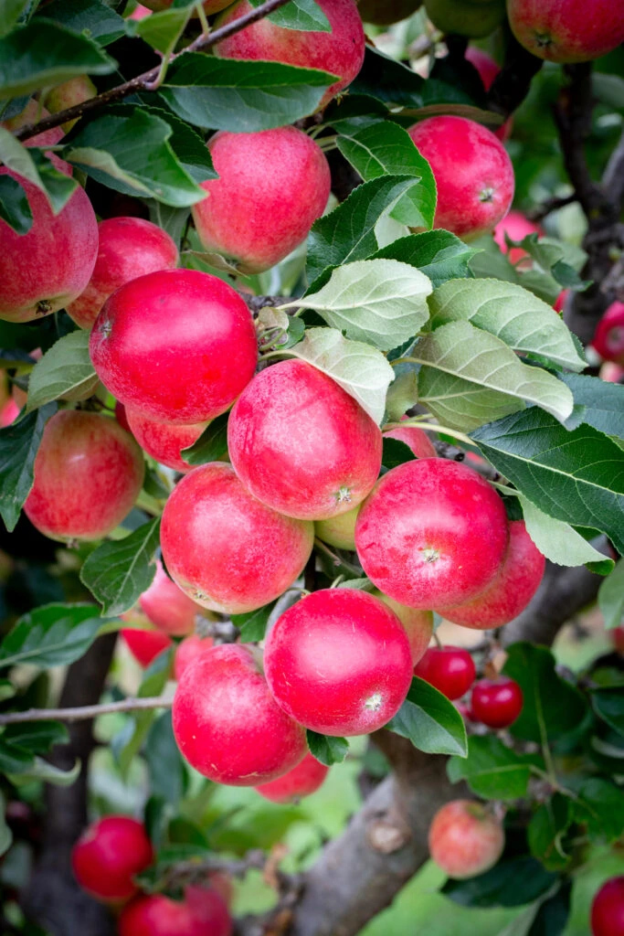 Katy 5 Katy - Image 3