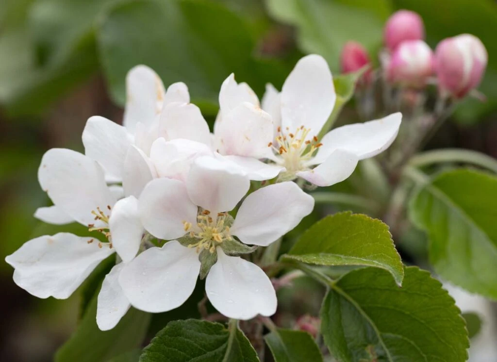 Katy 4 Katy - Image 2