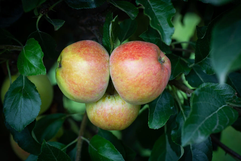 Kidd’s Orange Red 4 Kidd’s Orange Red - Image 2