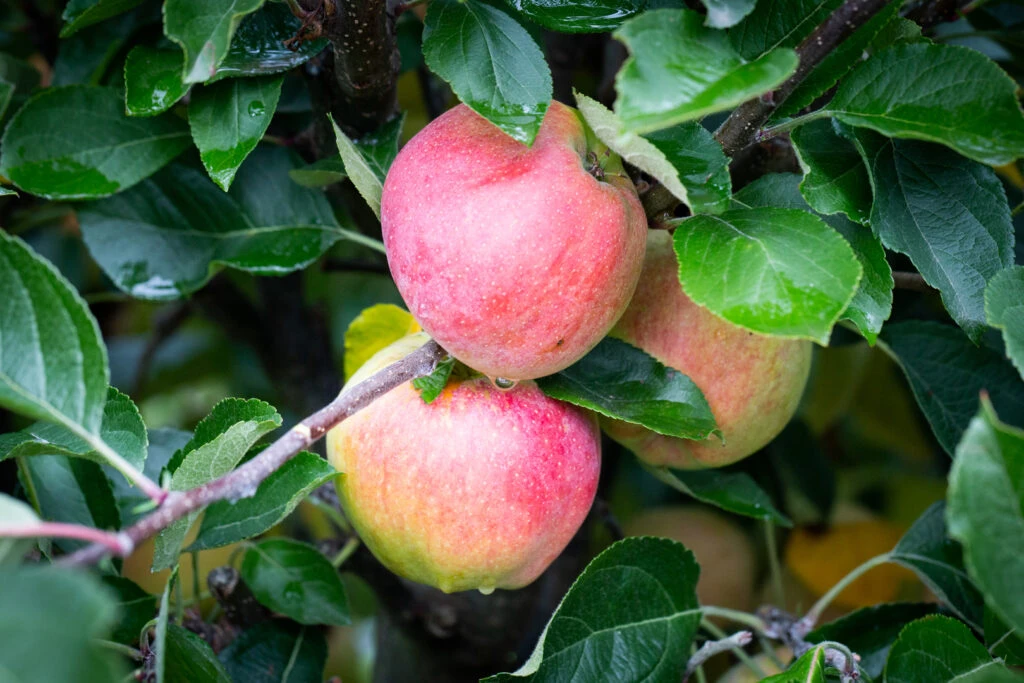 Kidd’s Orange Red 3 Kidd’s Orange Red