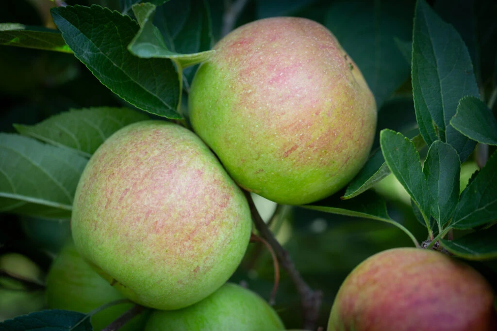 Laxton’s Superb 3 Laxton’s Superb