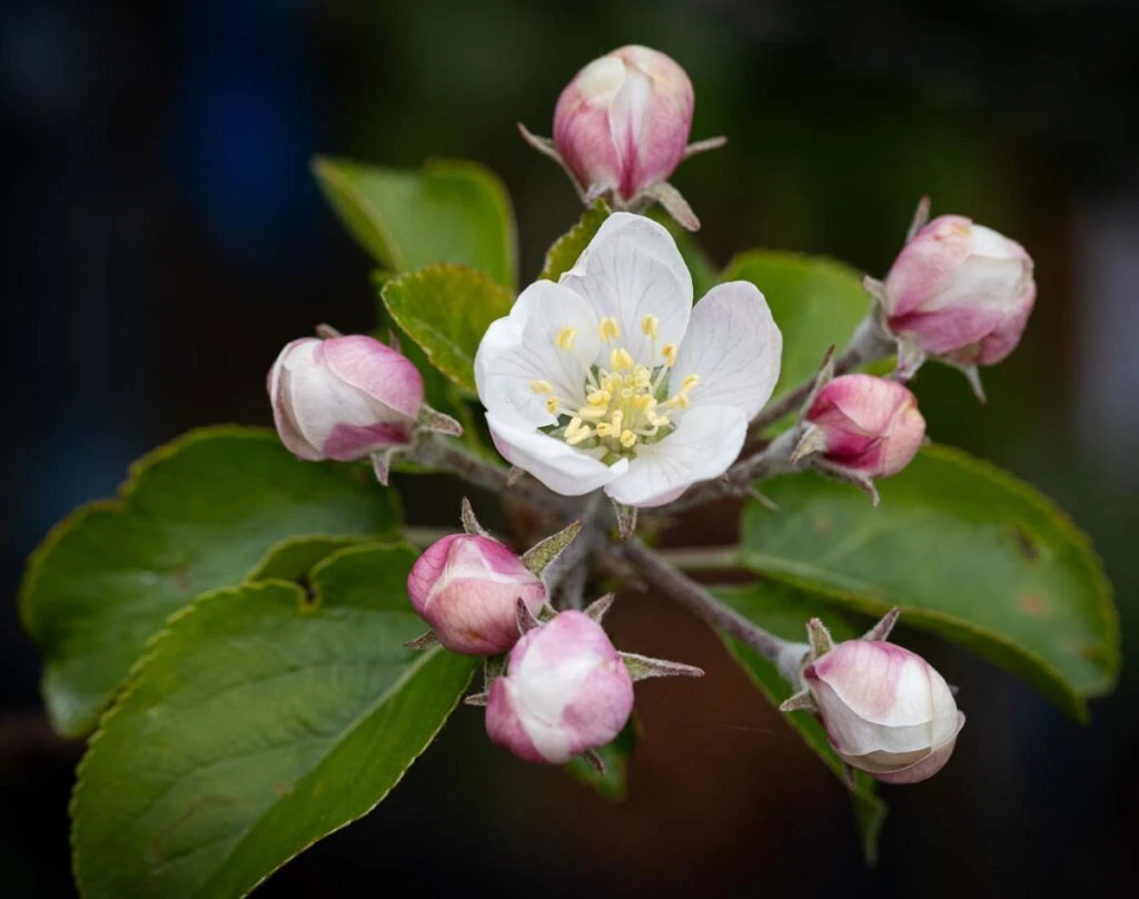 Lord Lambourne 4 Lord Lambourne - Image 2