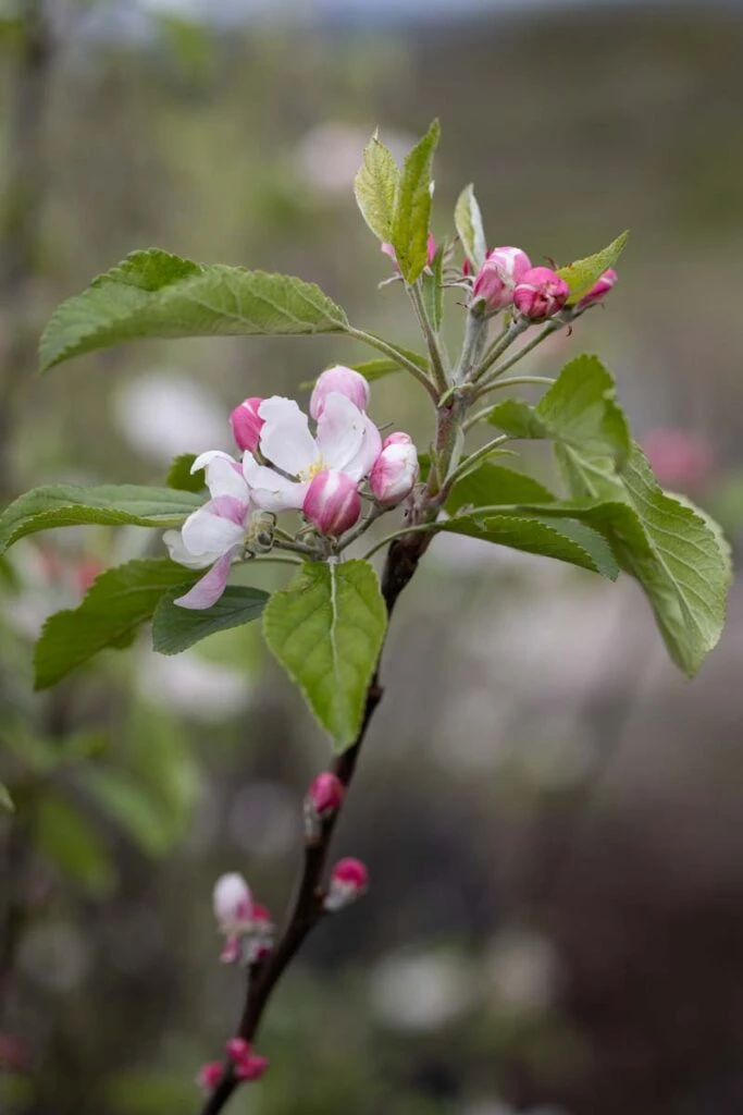 Meridian 4 Meridian - Image 2