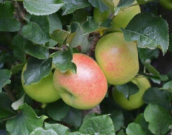 Newton Wonder -Tree Furnish Store 11360 1024x801 1