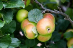 Newton Wonder -Tree Furnish Store 11360 12825 c845 1024x683 1