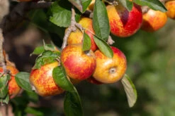 Norfolk Royal Russet -Tree Furnish Store 11364 12776 c8b1 1024x683 1