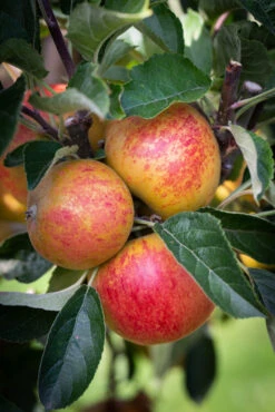 Norfolk Royal Russet -Tree Furnish Store 11364 12777 dcd2 683x1024 1