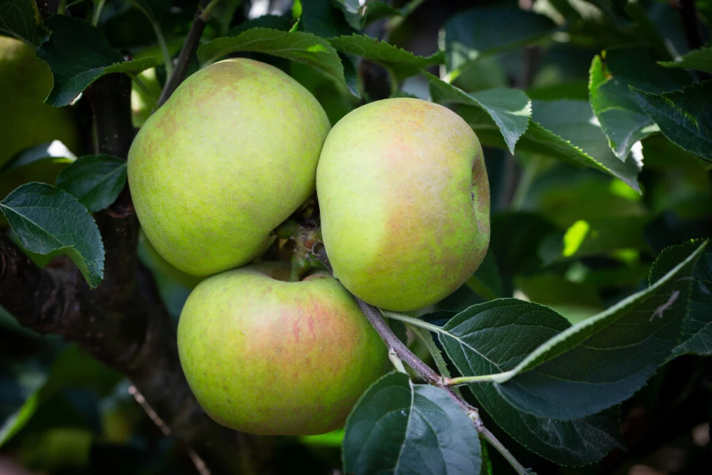 Orleans Reinette 3 Orleans Reinette