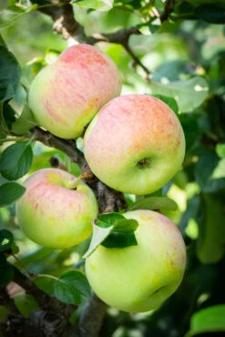 Peasgood’s Nonsuch