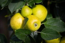 Pitmaston Pine Apple