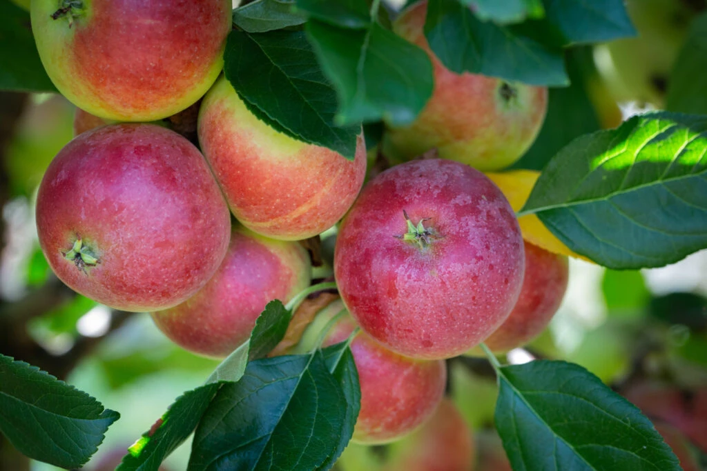 Red Devil 4 Red Devil - Image 2