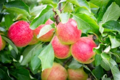 Red Falstaff® 7 Red Falstaff® -Tree Furnish Store 11390 13399 ceb6 1024x683 1