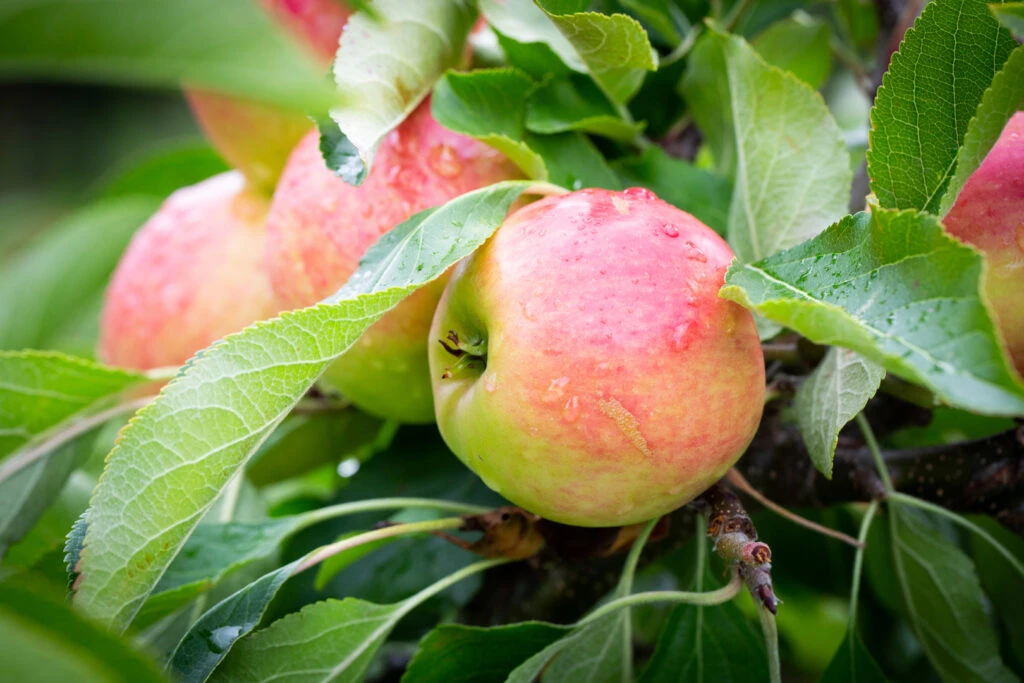 Red Falstaff® 3 Red Falstaff®