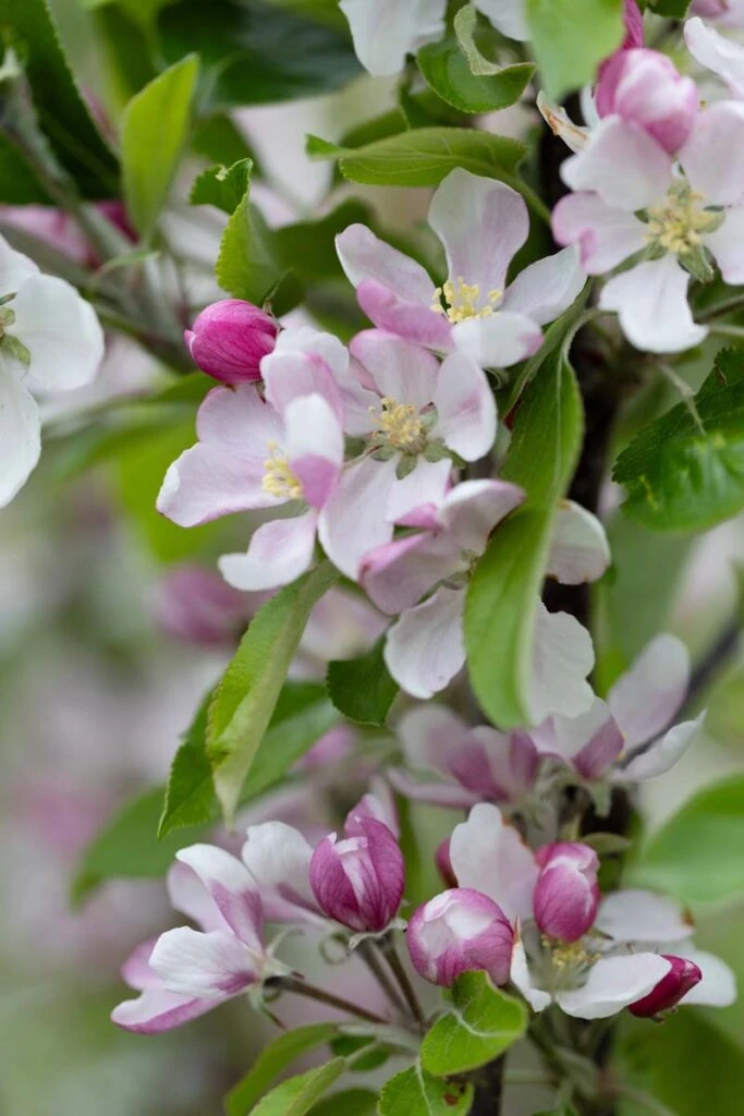 Red Falstaff® 4 Red Falstaff® - Image 2