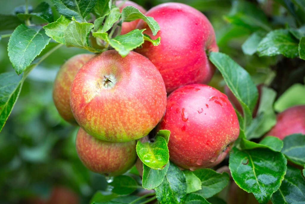 Red Windsor® 3 Red Windsor®