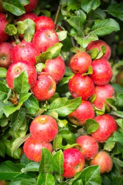 Red Windsor® 8 Red Windsor® -Tree Furnish Store 11398 12748 1ec6 1 683x1024 1