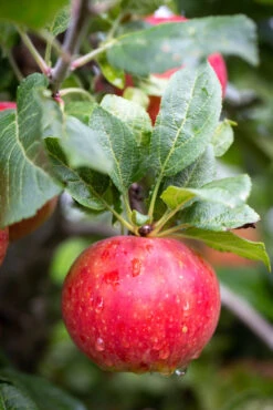 Red Windsor® 9 Red Windsor® -Tree Furnish Store 11398 12749 e945 1 683x1024 1