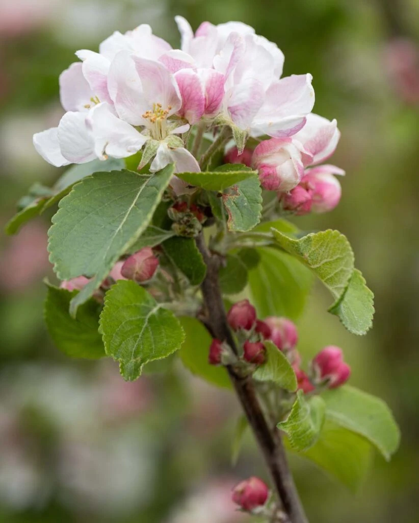 Red Windsor® 4 Red Windsor® - Image 2