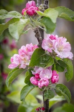 Scotch Dumpling -Tree Furnish Store 11411 14827 93f7 683x1024 1