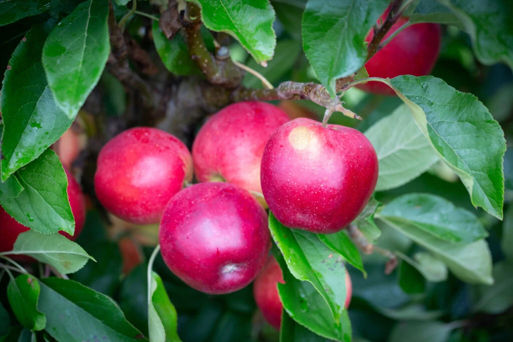 Scrumptious® 4 Scrumptious® - Image 2